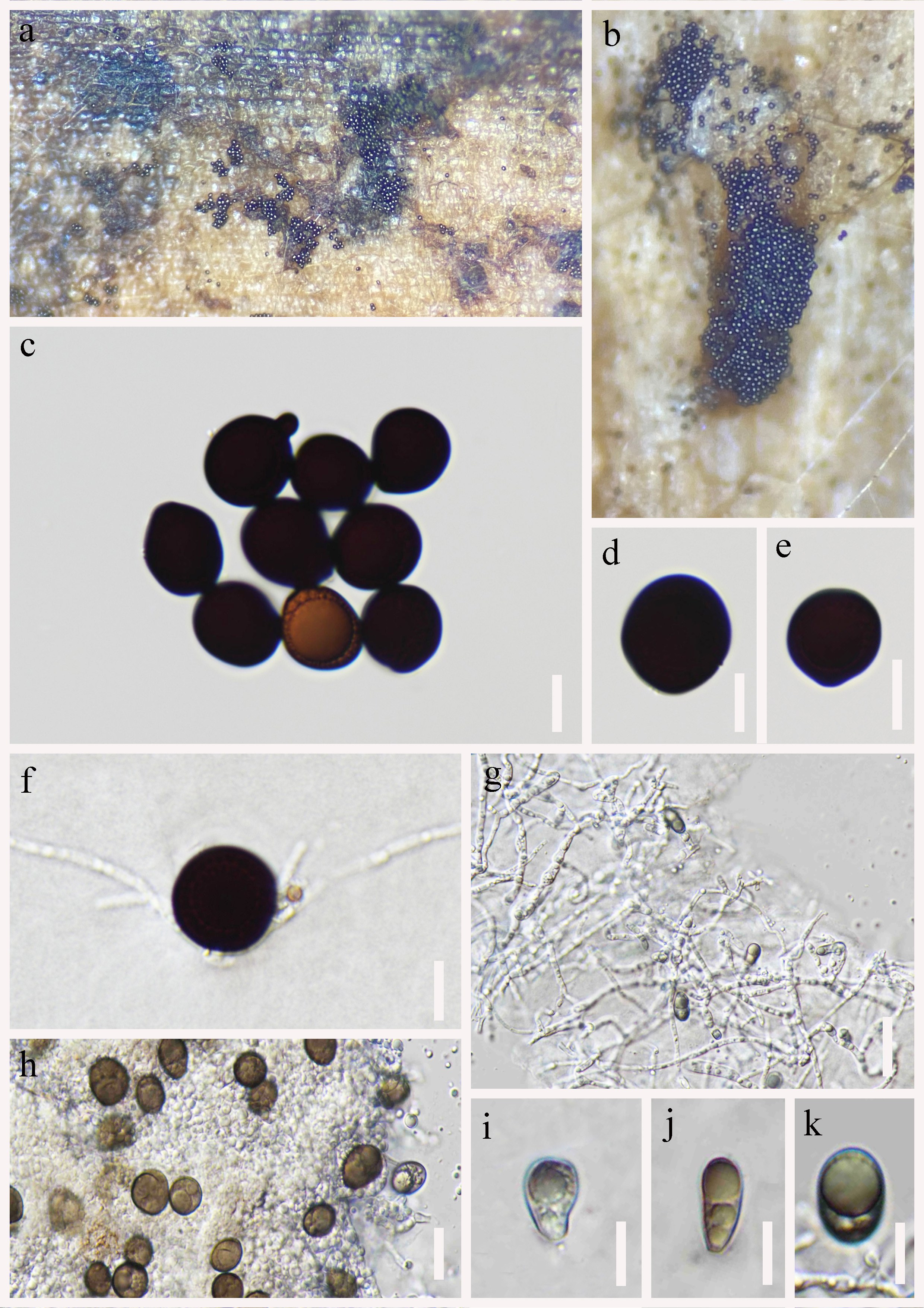 Figure 46